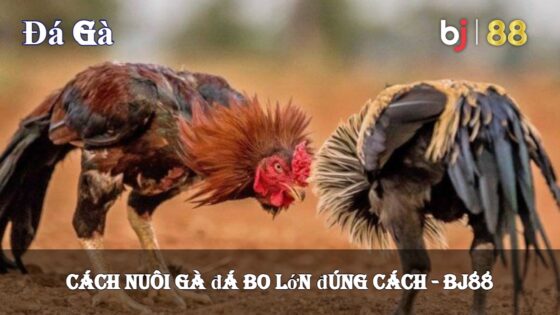 Cách Nuôi Gà đá Bo Lớn đúng Cách Bj88