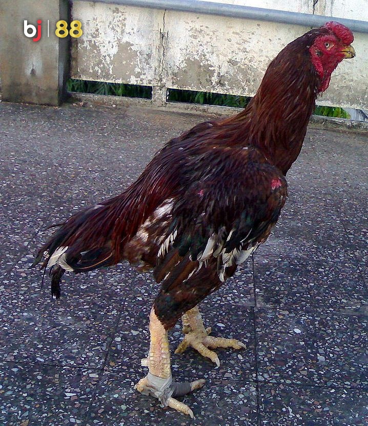 Daga Bj88 Chickens Pale Fac