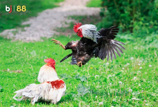 Evil Rivals Of The Village Cocks Started A Fight At The Summer Yar