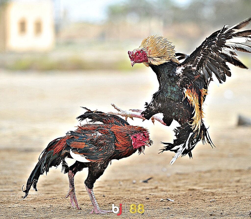 Moc Bai Cockfighting