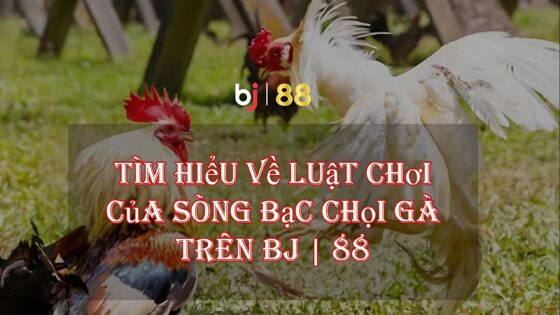 Tìm Hiểu Về Luật Chơi Của Sòng Bạc Chọi Gà Trên Bj 88