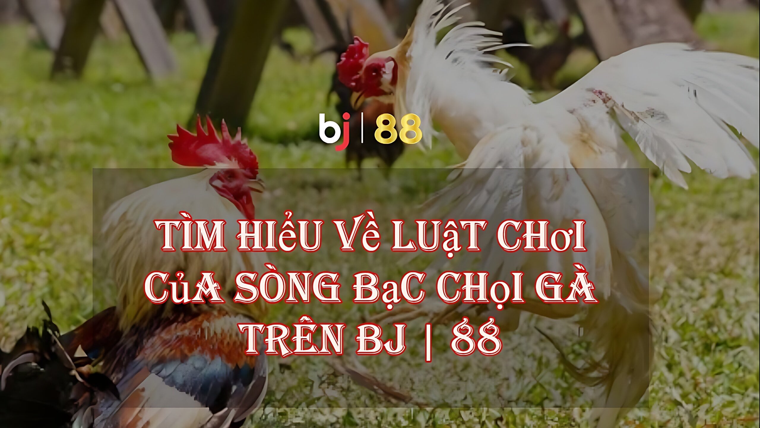 Tìm Hiểu Về Luật Chơi Của Sòng Bạc Chọi Gà Trên Bj 88