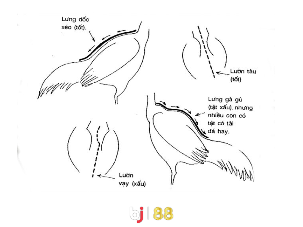 Bj8 Ga Lung Gu Co Tham Gia Duoc Khong