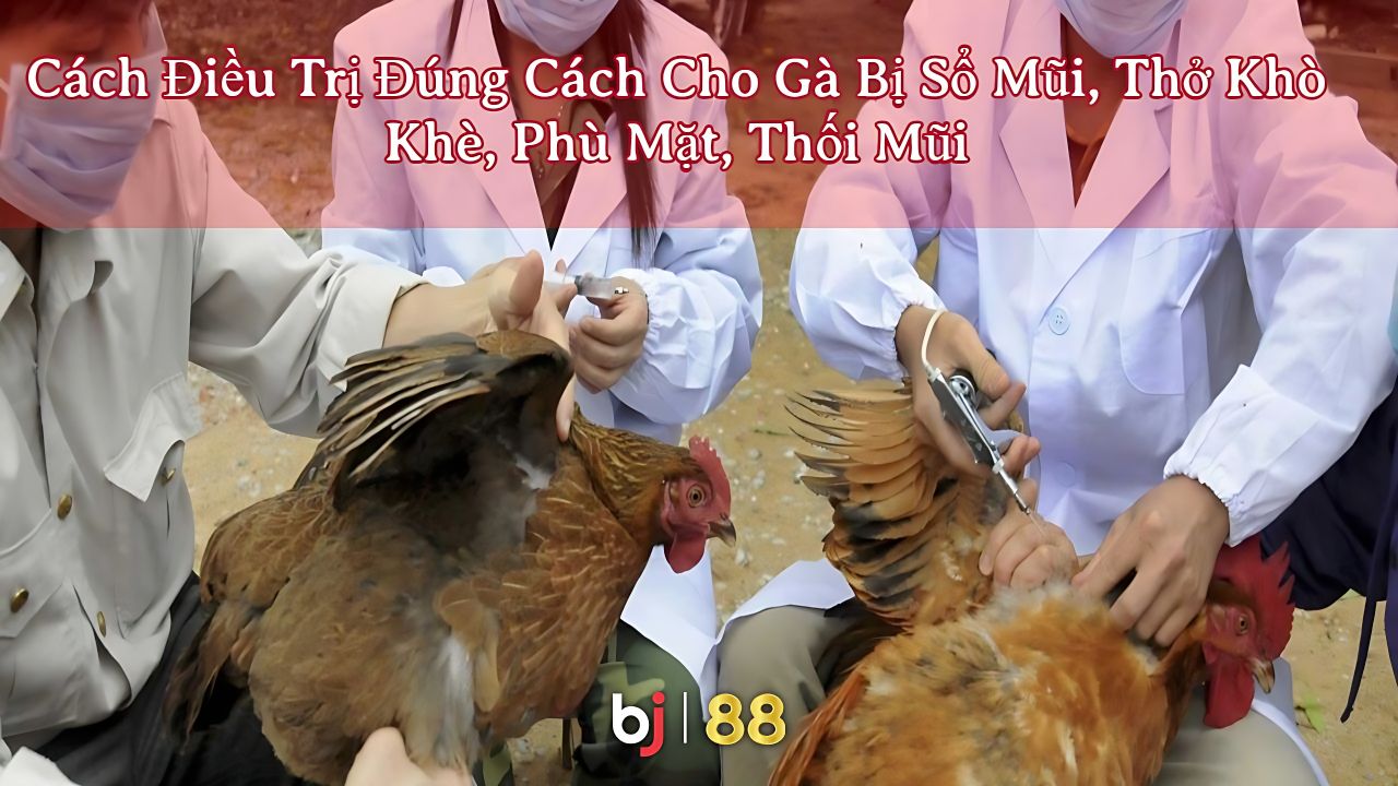 Bj88 Cách điều Trị đúng Cách Cho Gà Bị Sổ Mũi, Thở Khò Khè, Phù Mặt, Thối Mũi0 Chickens Injections