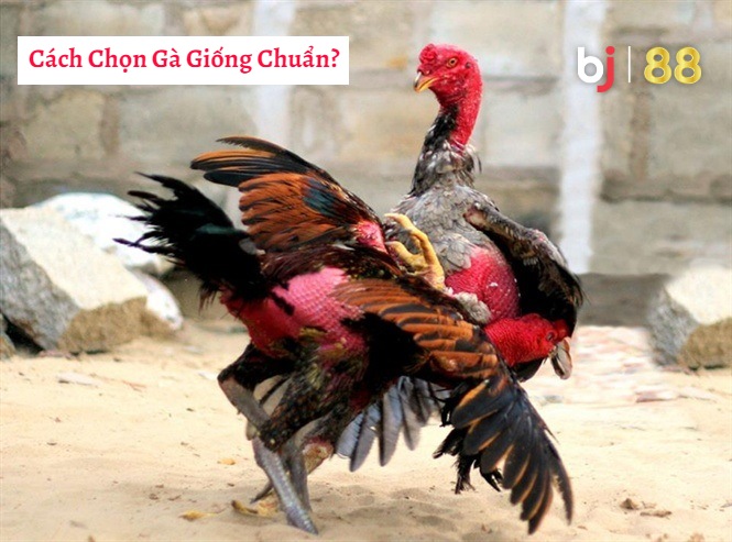 Bj88 Cach Chon Ga Giong Chuan