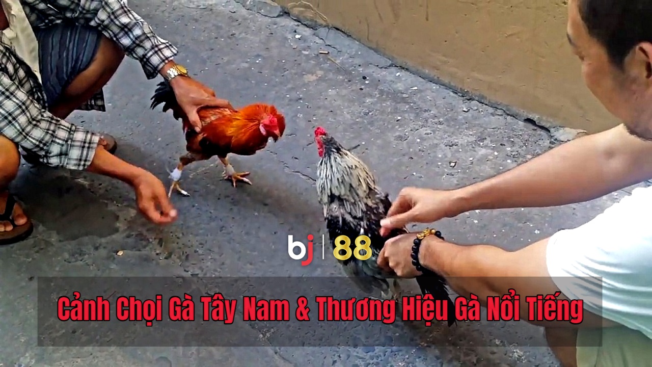 Bj88 Cảnh Chọi Gà Tây Nam & Thương Hiệu Gà Nổi Tiếng