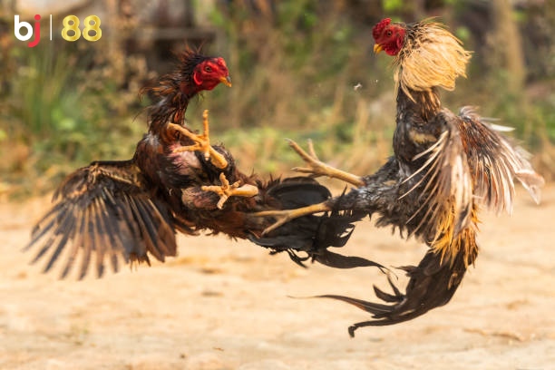 Asian Cock Fighting Fiercely, Trained Rooster For Gamecoc