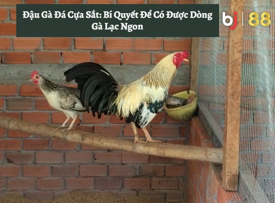 Bj88 Dau Ga Da Cua Sat Bi Quyet De Co Duoc Dong Ga Lac Ngon