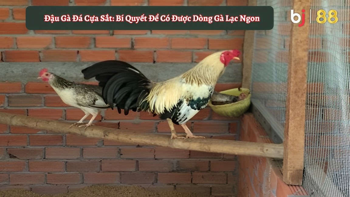 Bj88 đậu Gà đá Cựa Sắt Bí Quyết để Có được Dòng Gà Lạc Ngon01 (1) (1)