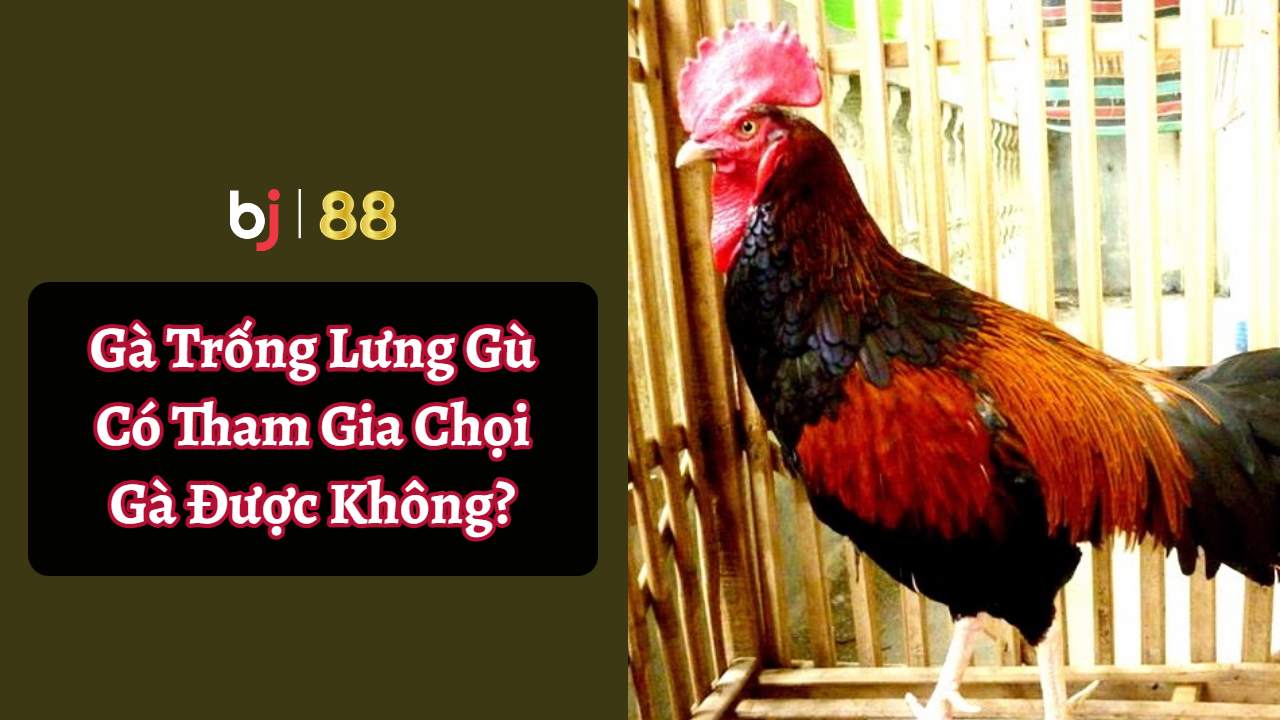 Bj88 Gà Trống Lưng Gù Có Tham Gia Chọi Gà được Không