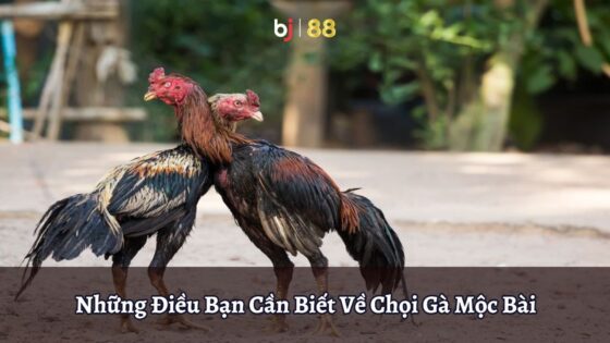 Bj88 Những điều Bạn Cần Biết Về Chọi Gà Mộc Bài (1)