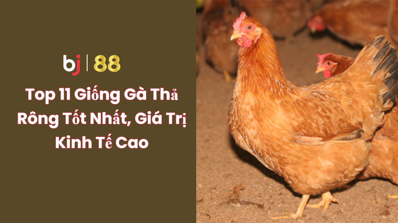 Bj88 Top 11 Giống Gà Thả Rông Tốt Nhất, Giá Trị Kinh Tế Cao