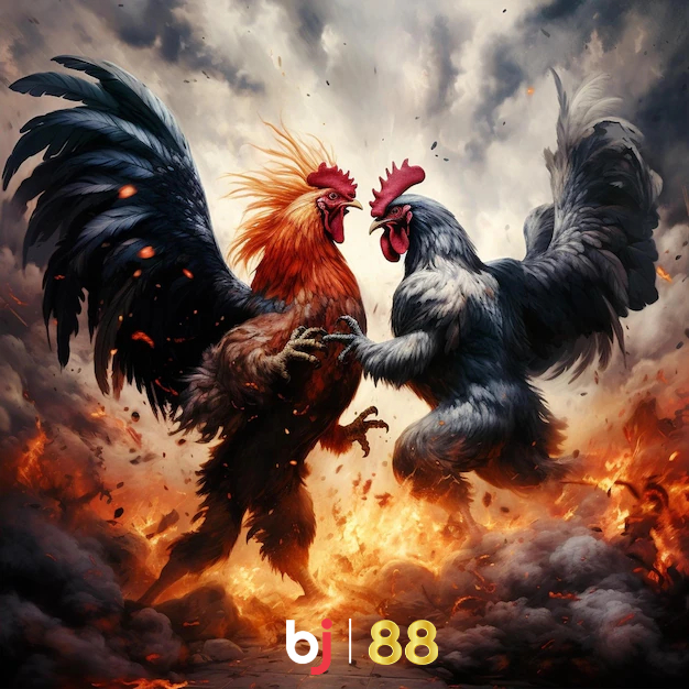 Bj88 Two Chickens Epic Battle