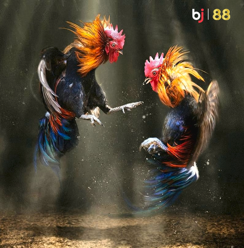 Bj88 Two Roosters Fighting Summer Thompson