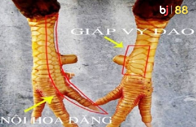 Chicken Internal Scales Of The Lotus Flower Bj88