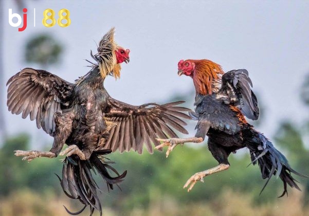 Chicken Kicking Bo Bj88