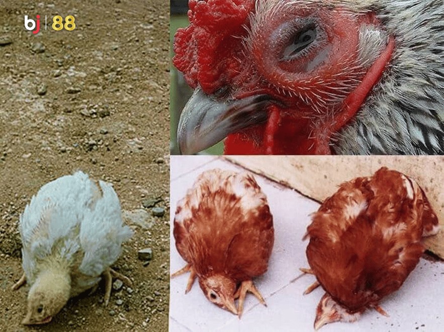 Chicken Moody Disease Bj88 1