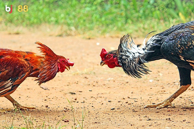 Cock Fight Bj88