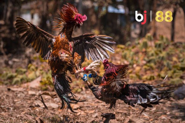 A Closeup Shot Of Two Roosters Fightin