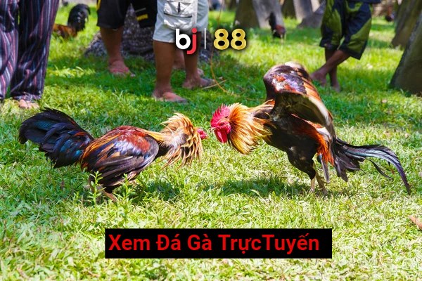 Cockfighting Pic3