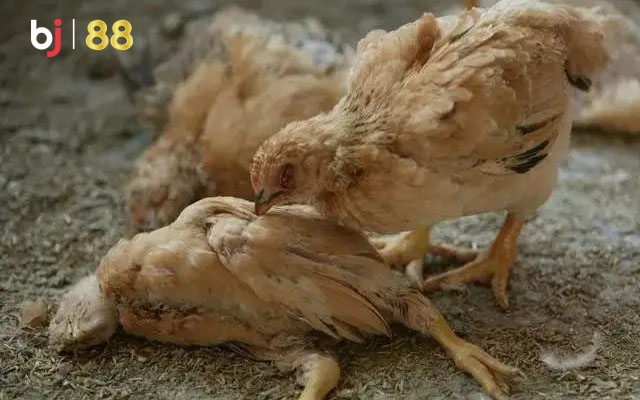 Common Chicken Diseases And Treatment