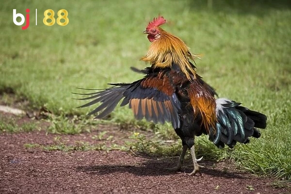 Red Junglefowl Rooster Shaking Feathers Bj88