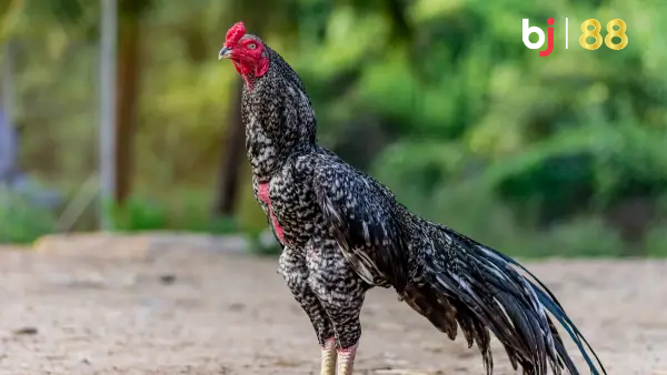 Rooster Nature Pic Stock Image Bj88