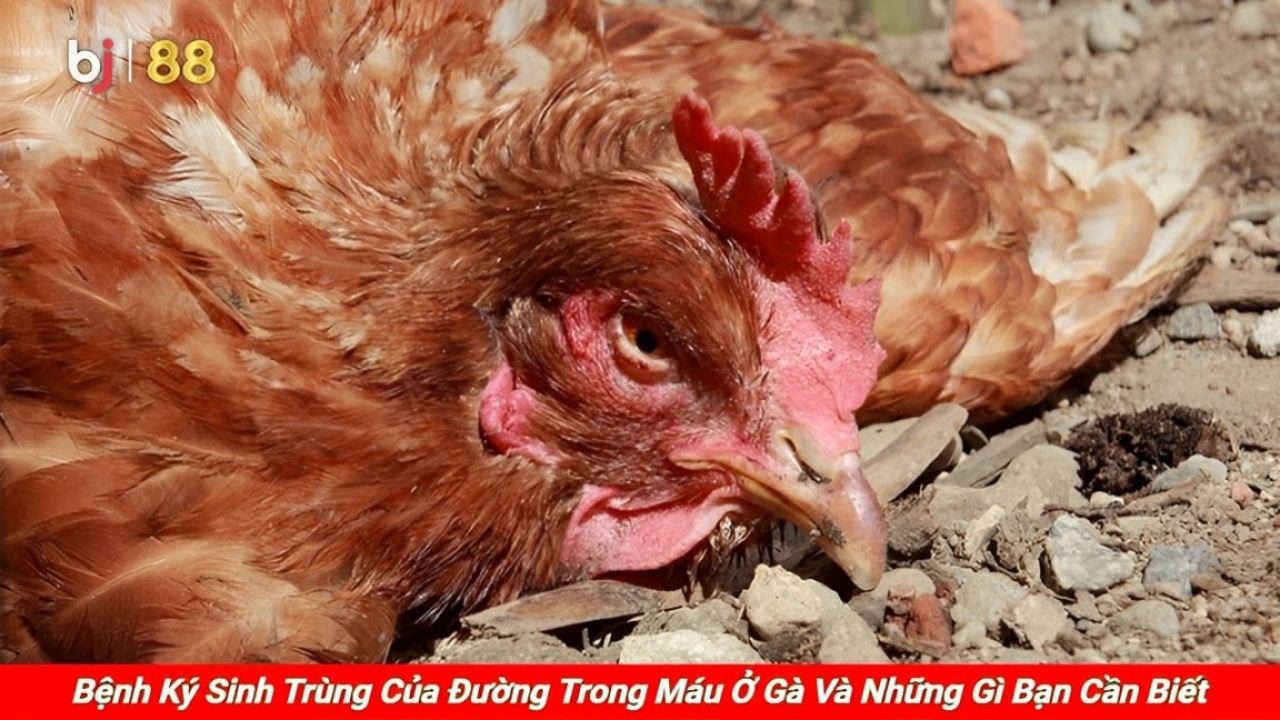 Bj88 Bệnh Ký Sinh Trùng Của đường Trong Máu ở Gà Và Những Gì Bạn Cần Biết (1) (1)