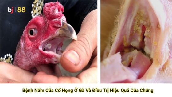 Bj88 Bệnh Nấm Của Cổ Họng ở Gà Và điều Trị Hiệu Quả Của Chúng 01 (1) (2)