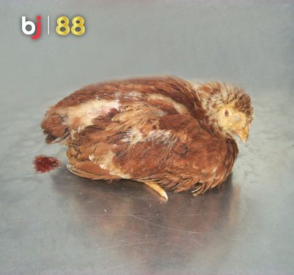 Bj88 Bieu Hien Cua Coccidiosis O Ga