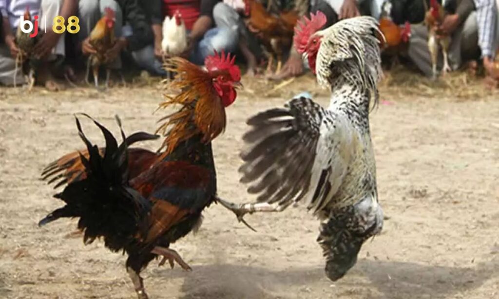 Bj88 Da Canh Cock Fight