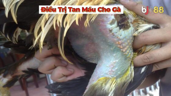 Bj88 điều Trị Tan Máu Cho Gà (3)