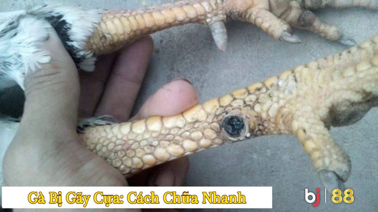 Bj88 Gà Bị Gãy Cựa Cách Chữa Nhanh (1)