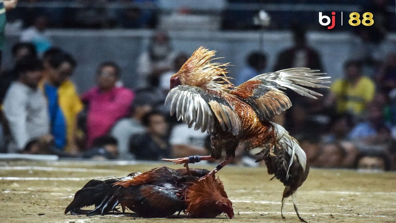 Bj88 Gà Có Cựa Sắt Là Gì (1)