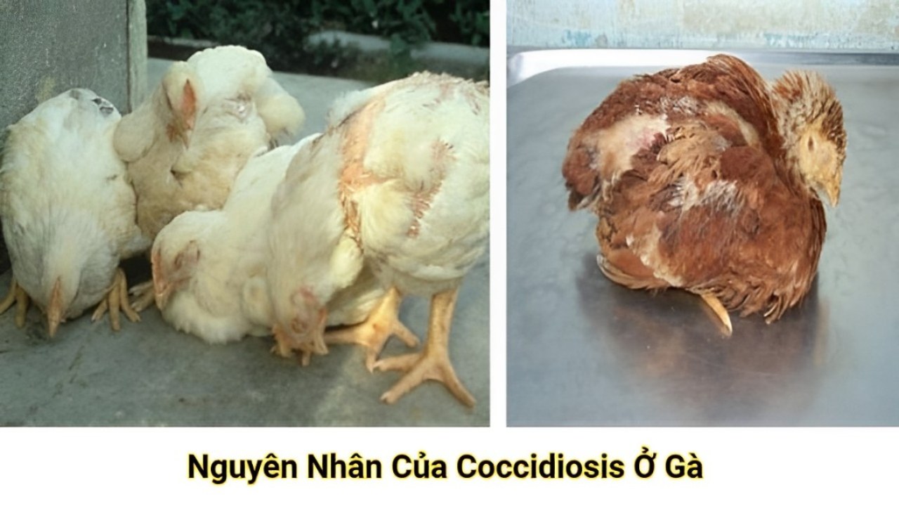 Bj88 Nguyên Nhân Của Coccidiosis ở Gà (1) (1)