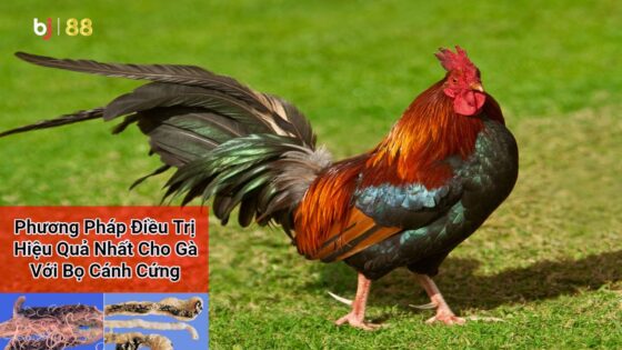 Bj88 Phương Pháp điều Trị Hiệu Quả Nhất Cho Gà Với Bọ Cánh Cứng