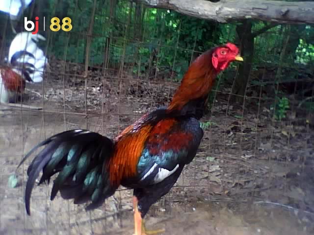 Bj88 Tang Cuong Suc Khoe Cho Ga